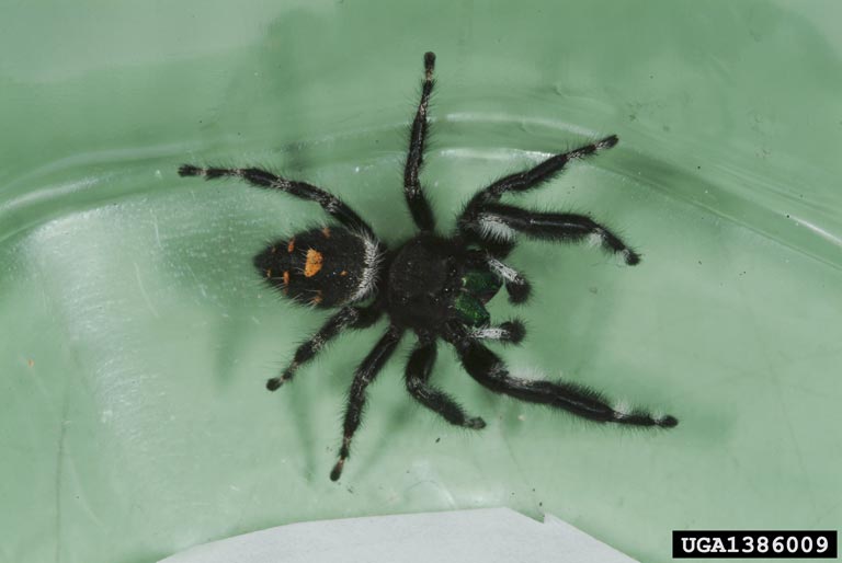 phidippus audax